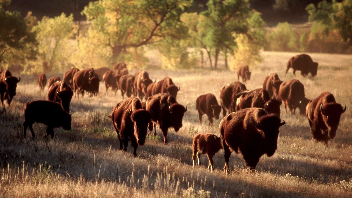 Bison herd at Custer State Park, Texas, USA