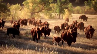 Bison herd at Custer State Park, Texas, USA