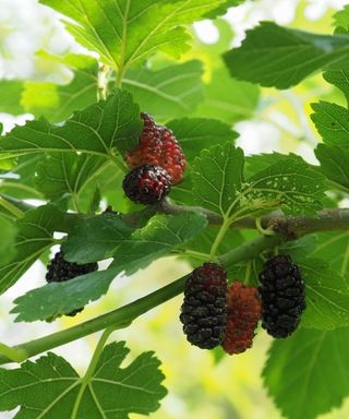 mulberry tree with berries