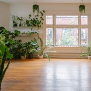 Empty room filled with various houseplants