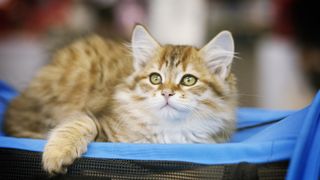 Golden sunshine siberian kitten