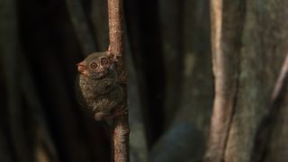 Indonesia - Spectral Tarsier on sapling. These small primates weigh about 100 grams (Terra Mater / Matt Hamilton)