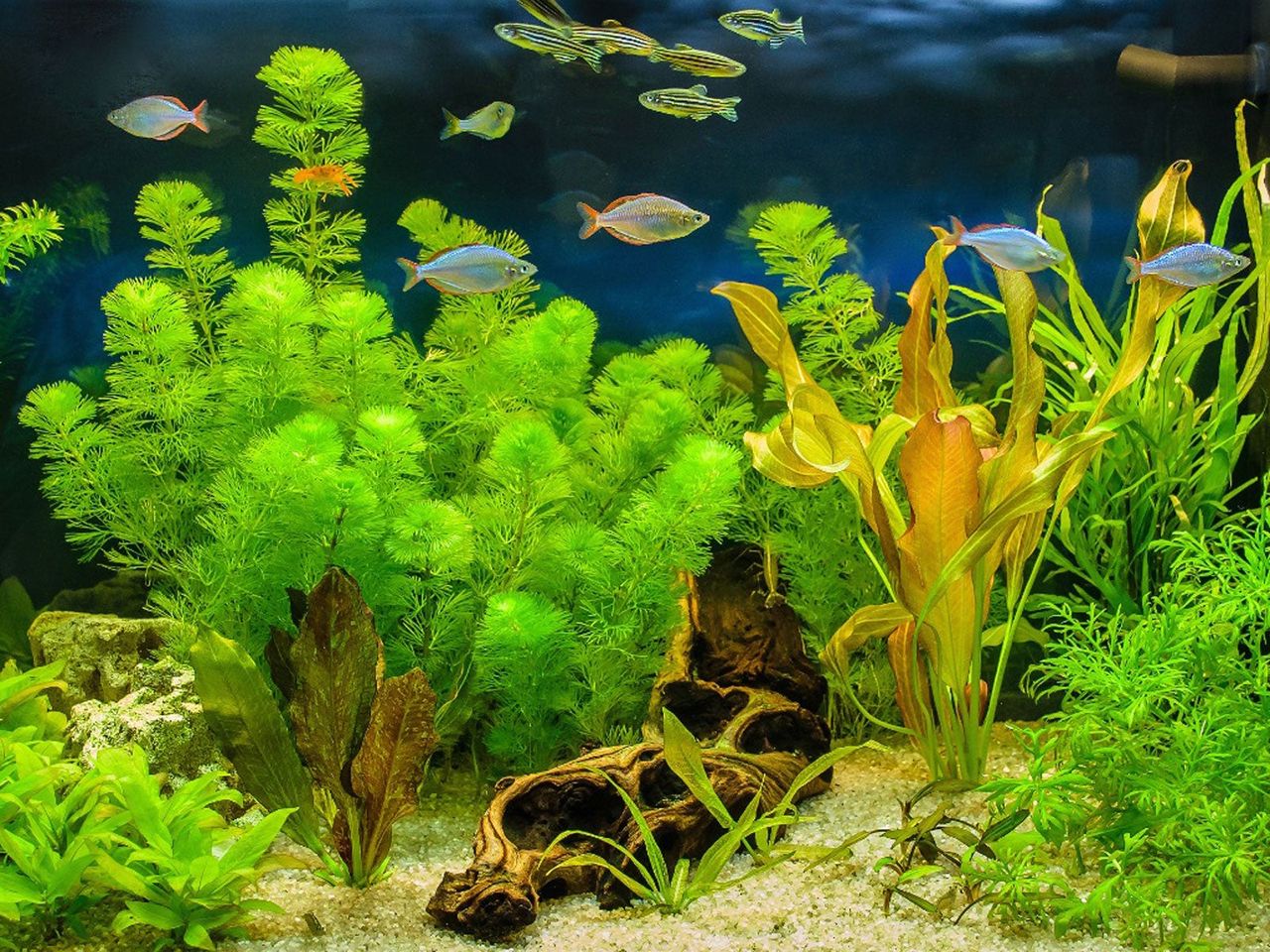 Plants Growing in an Aquarium