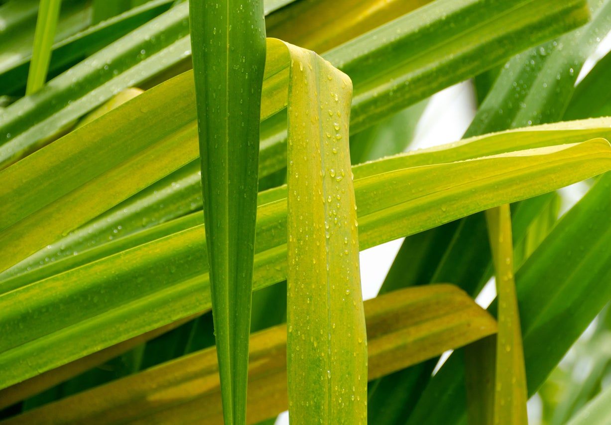 Yellowing Yucca Plant Leaves