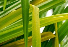 Yellowing Yucca Plant Leaves
