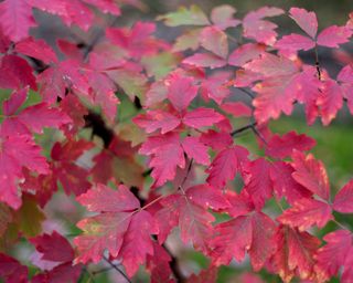 Red paperbark maple leaves in autumn Acer griseum