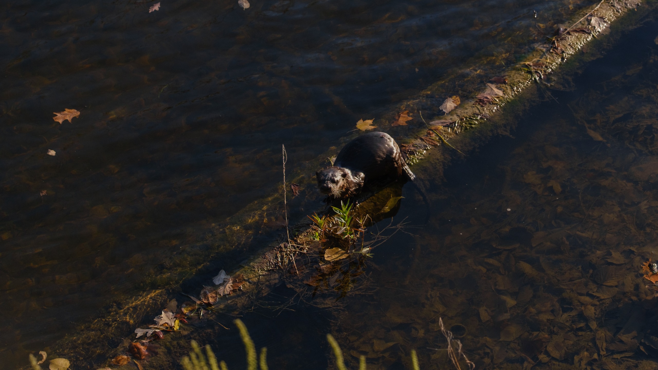 A North American River Otter catching fish in a river