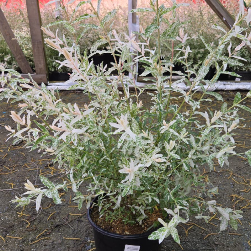 Japanese Willow