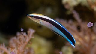 A cleaner wrass fish in the water with coral in the background.