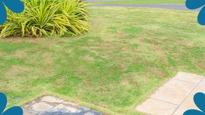 picture of patchy garden lawn with patio and large plant next to it to support a guide on how to get rid of leatherjackets in a lawn