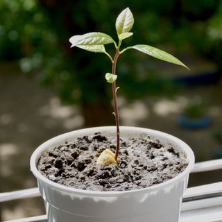 Avocado plant in soil