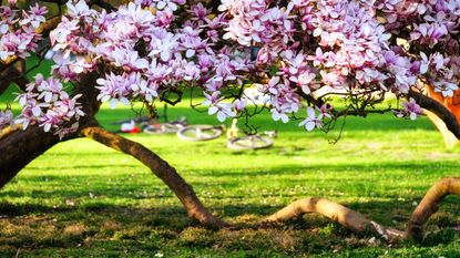 Magnolia tree in english countryside