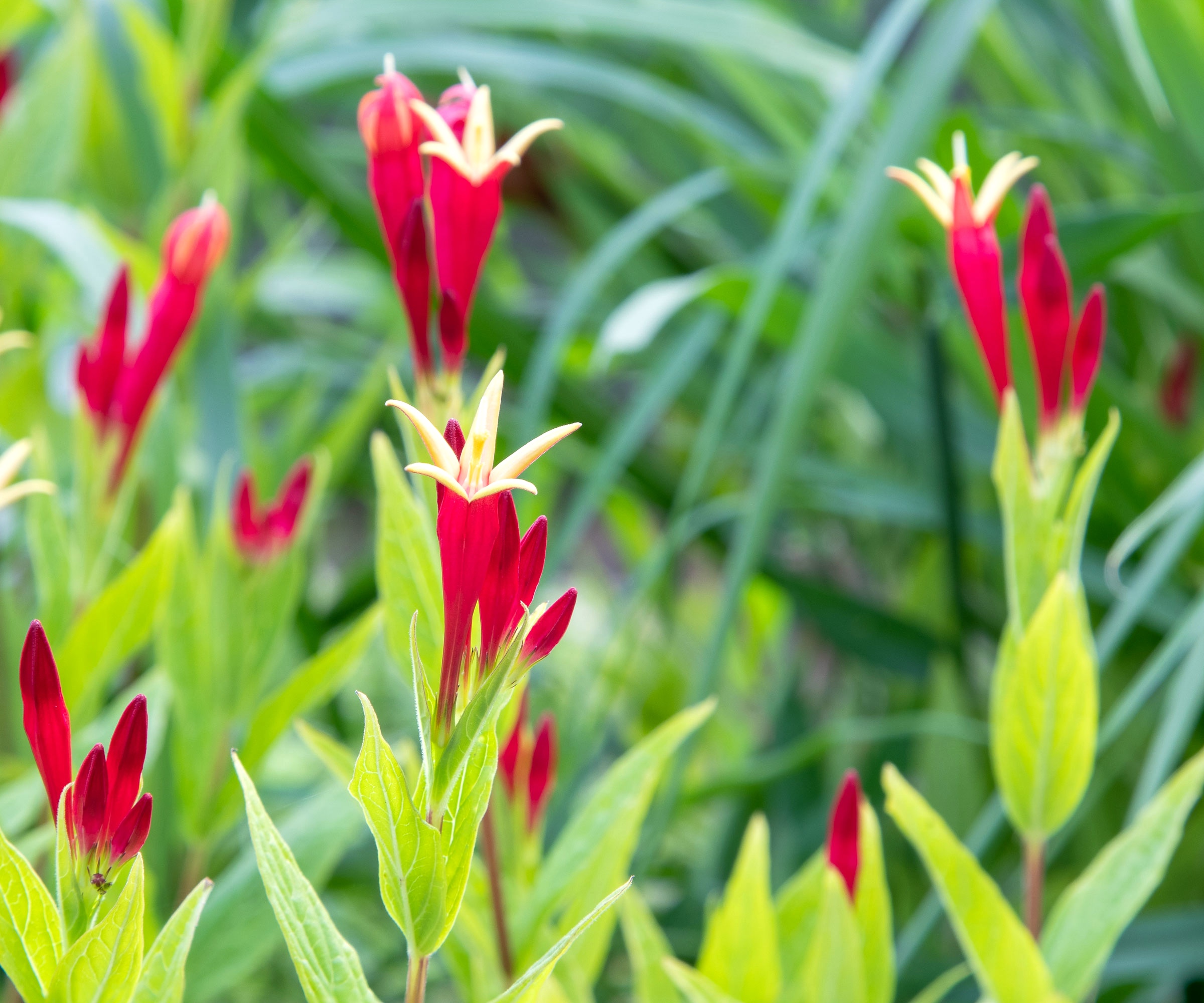 Indian pink with red and yellow flower heads
