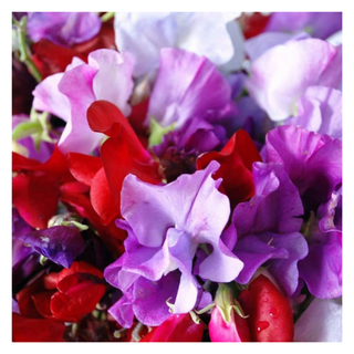 A close-up of sweet pea flowers