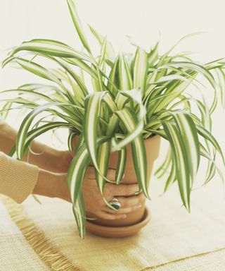 Potted spider plant