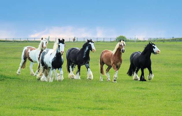 Bransby Horses 1
