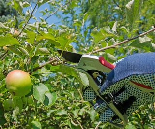 Pruning an apple tree wrongly when it is still in leaf