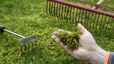 Rakes and hand holding moss with a lawn in the background