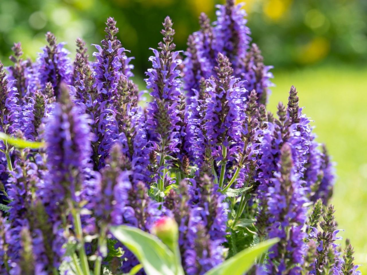 Purple Salvia Plants