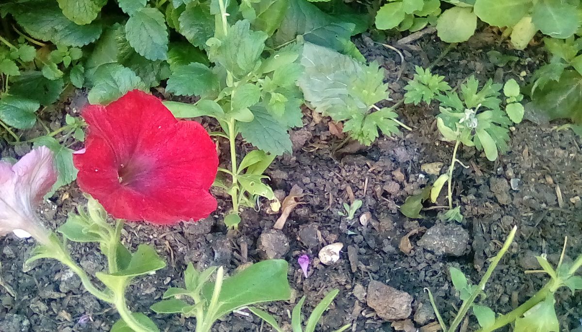 The low-res sensor has left the flower here looking a bit splotchy.