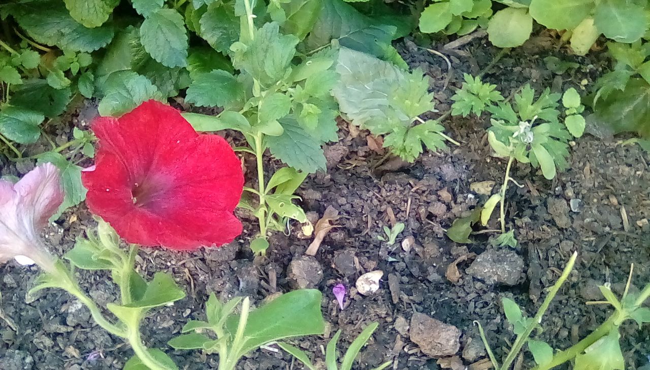The low-res sensor has left the flower here looking a bit splotchy.