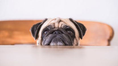 pug on a chair