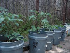 Vegetables Planted In 5-Gallon Buckets