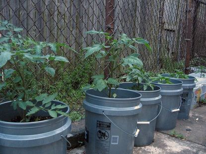 Vegetables Planted In 5-Gallon Buckets