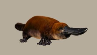 An artist's illustration of an ancient platypus-like creature against a gray background.