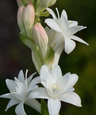 Polianthes tuberosa The Pearl flowering in summer