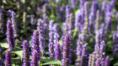 Purple agastache blooms in a garden