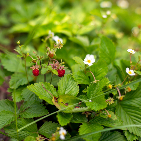 wild strawberry growing in wooded area