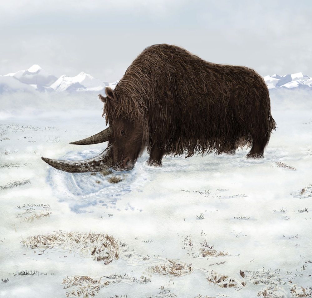 Paleontologists discover new woolly rhino species.