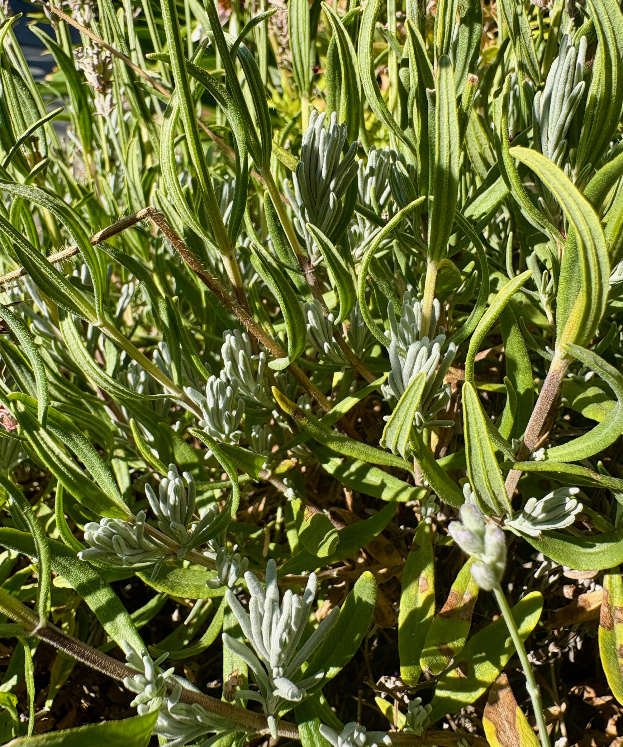 lavender being pruned in August