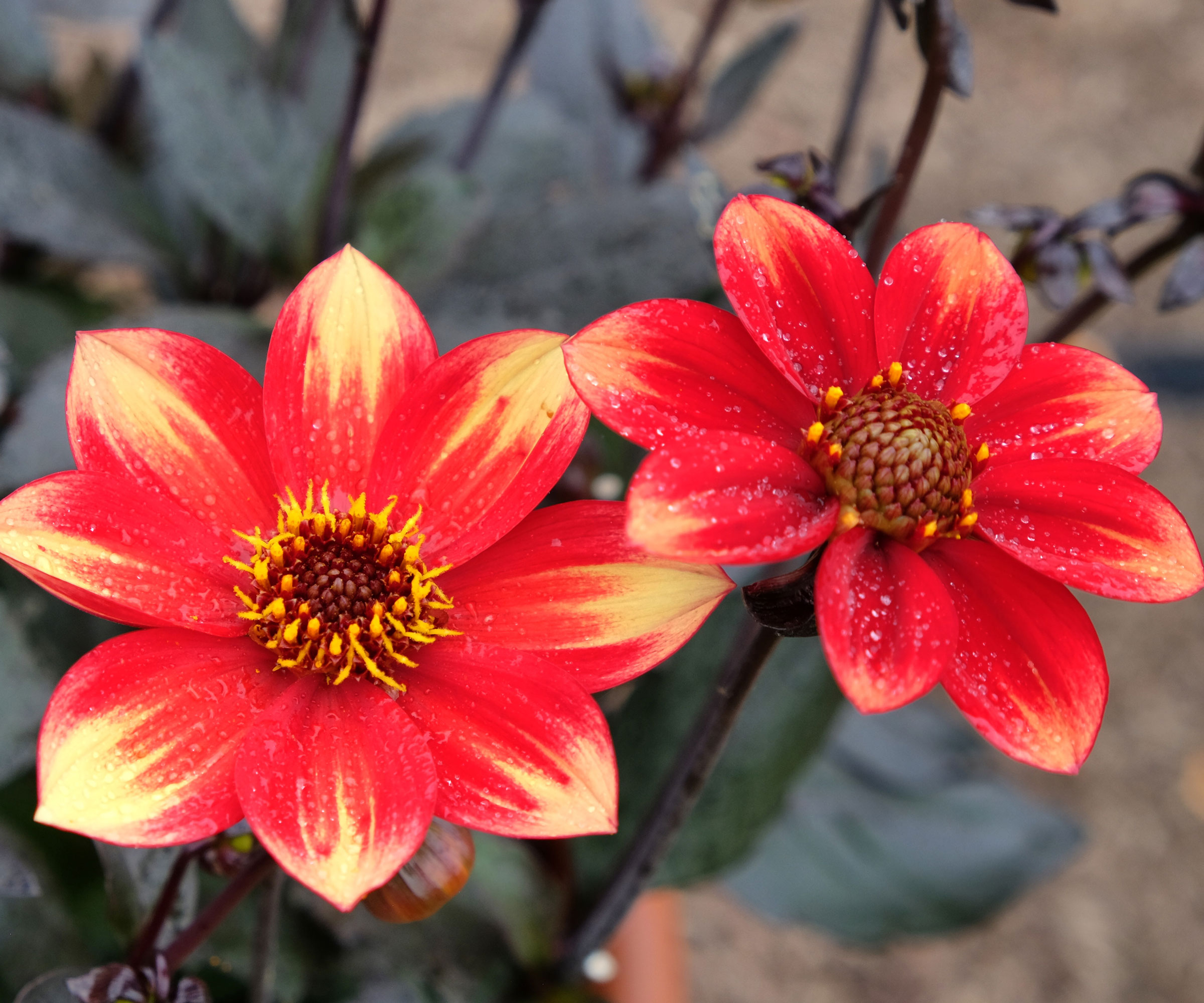 dahlia Happy Days with red, yellow and orange flowers