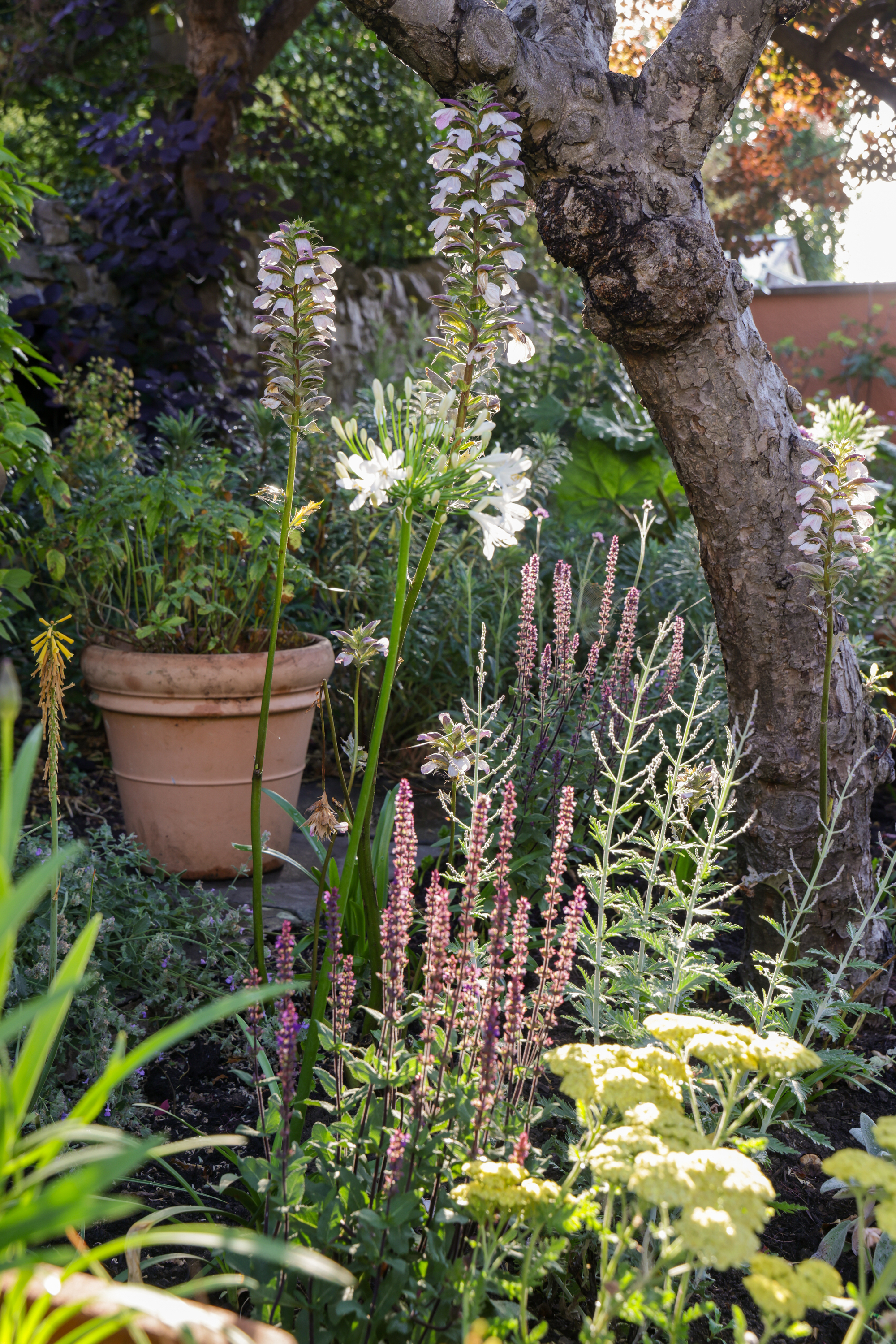 A close up of flowers in a garden
