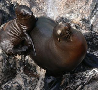This California sea lion and the pup resting beside her are not related. A new study has documented evidence of adoption among California sea lions for the first time.