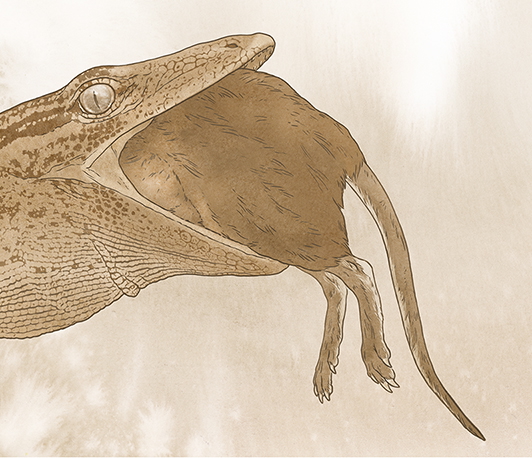 An illustration of Breugnathair elgolensis eating a small mammal whole like a snake.