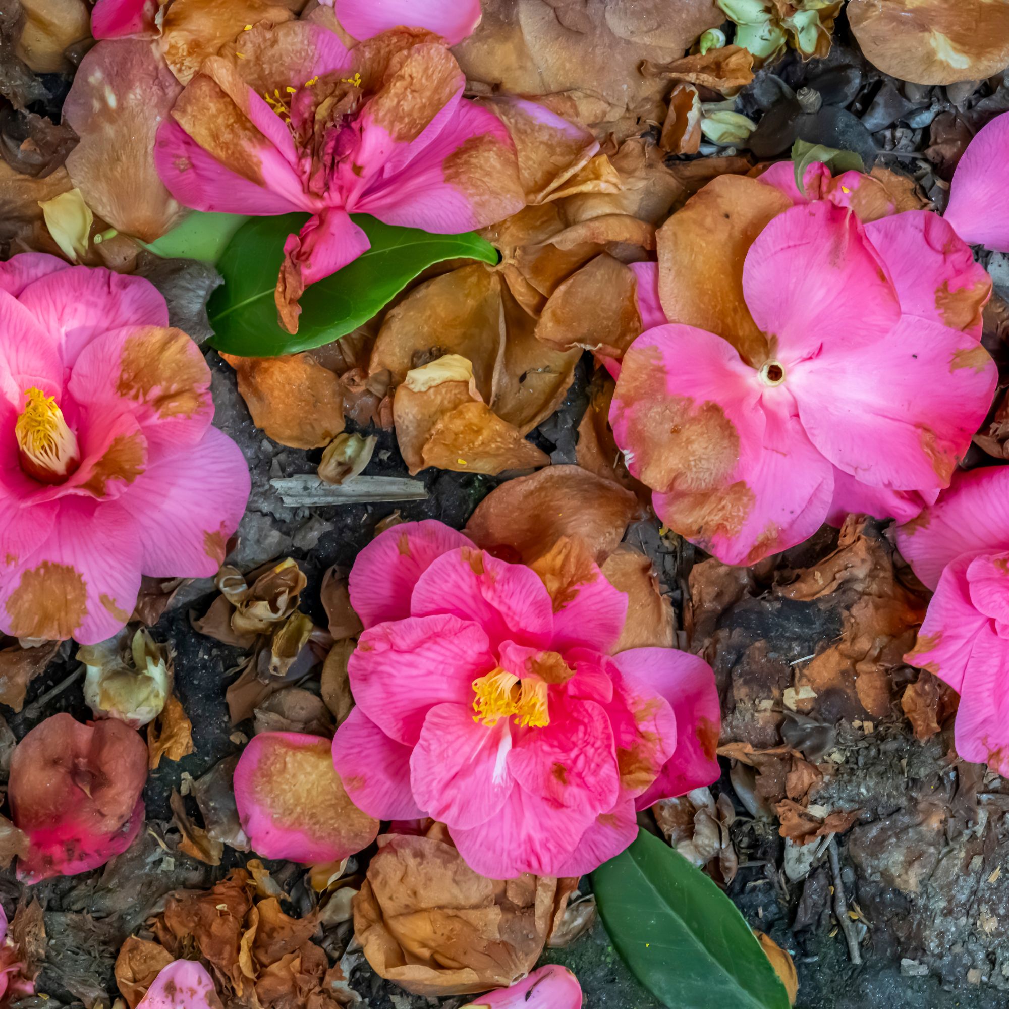 faded camellia flowers