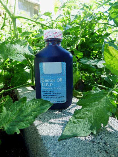 Bottle Of Castor Oil In Garden