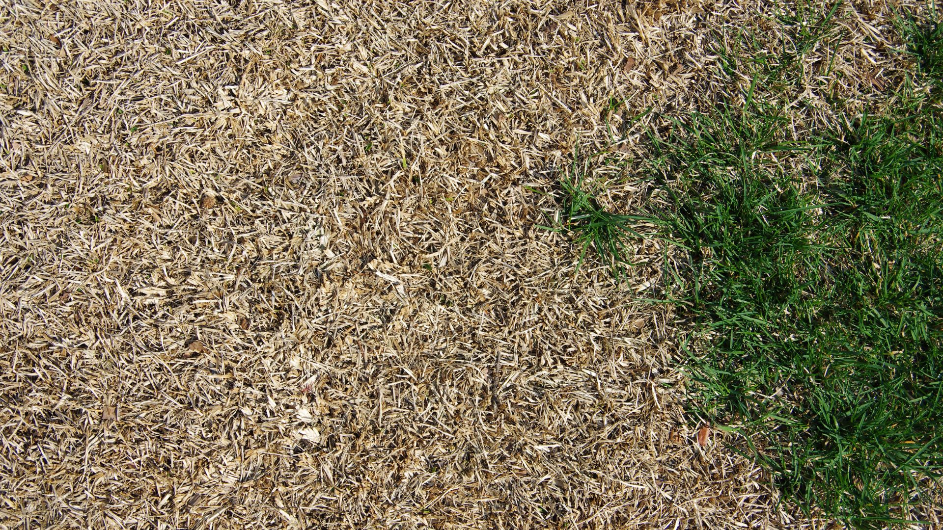 picture of a half dried lawn