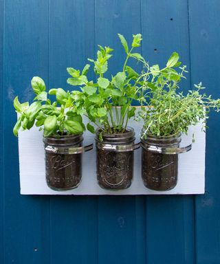 jam jars used as herb garden on blue wall