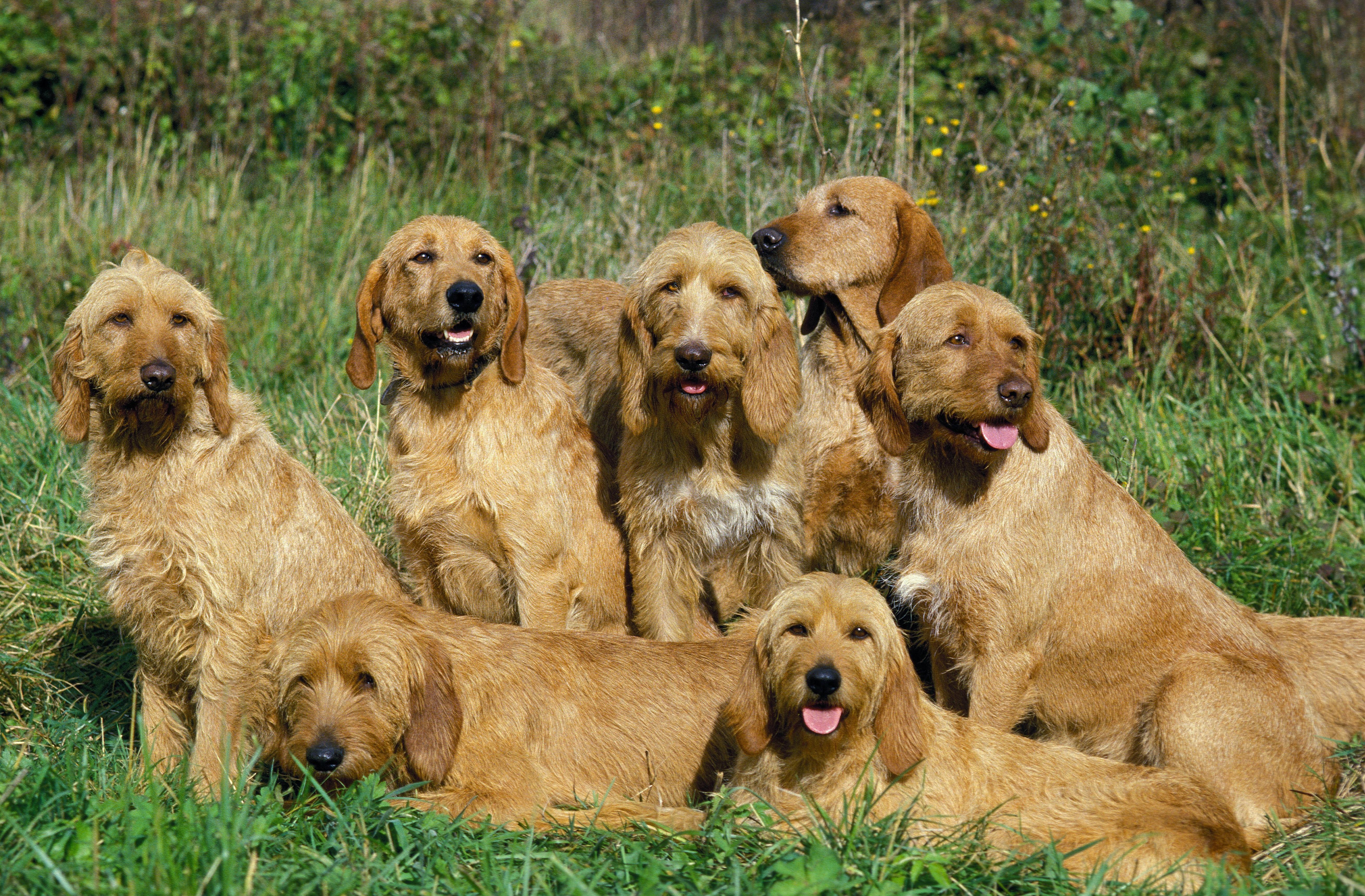 A group of Griffon Fauve de Bretagne hounds gathered in grass, their golden-brown coats and sturdy build characteristic of the breed.