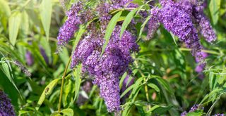 Close up of buddleja (also known as buddleia) in the summer sunshine