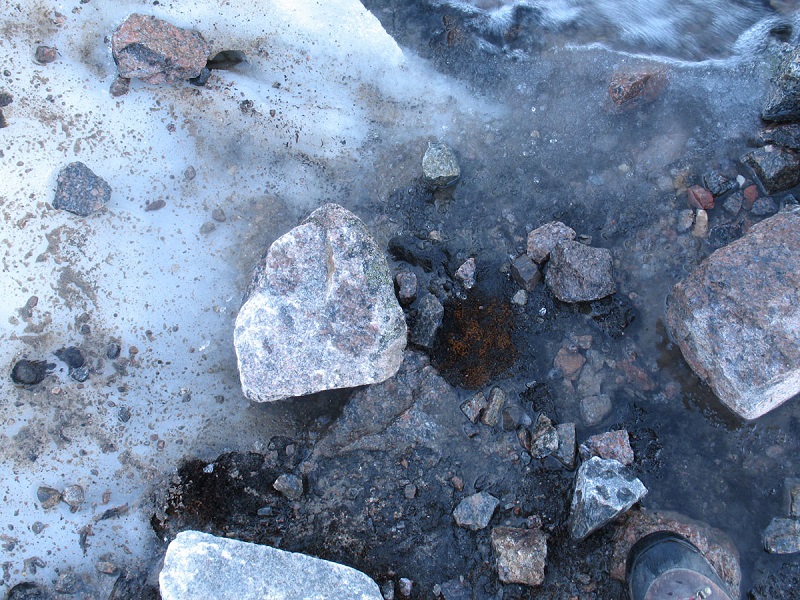 Emergent population of Aulacomnium turgidum from beneath the Tear Drop Glacier, Sverdrup Pass, Ellesmere Island, Nunavut.