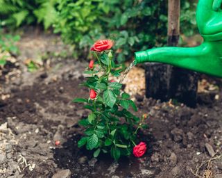 Watering newly planted rose