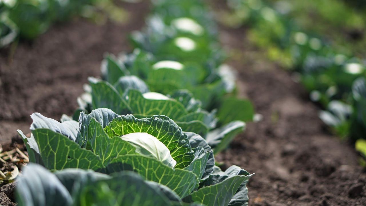 Cabbages growing in the field in sunshine