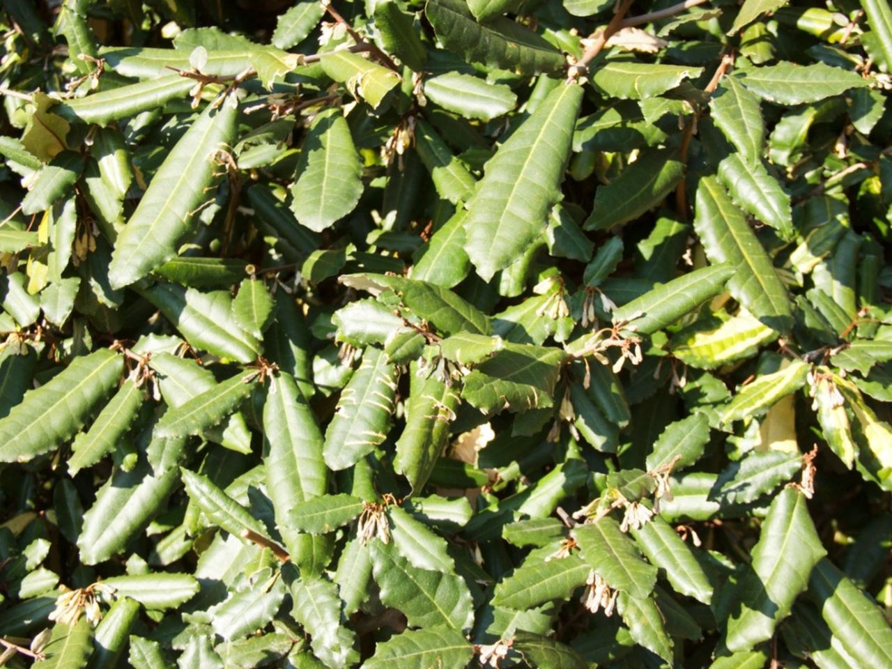 Thorny Olive Plants