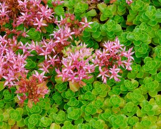 Sedum spurium in flower and clambering over stone wall in late summer