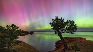 ribbons of magenta and green light spread across the sky above a body of water and a tree in the foreground.